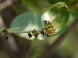 Image of Gray Mangrove