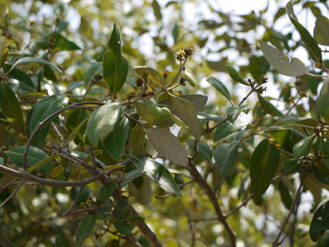 Image of Gray Mangrove