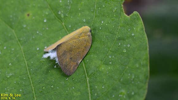 Image of Ricanula sublimata (Jacobi 1916)