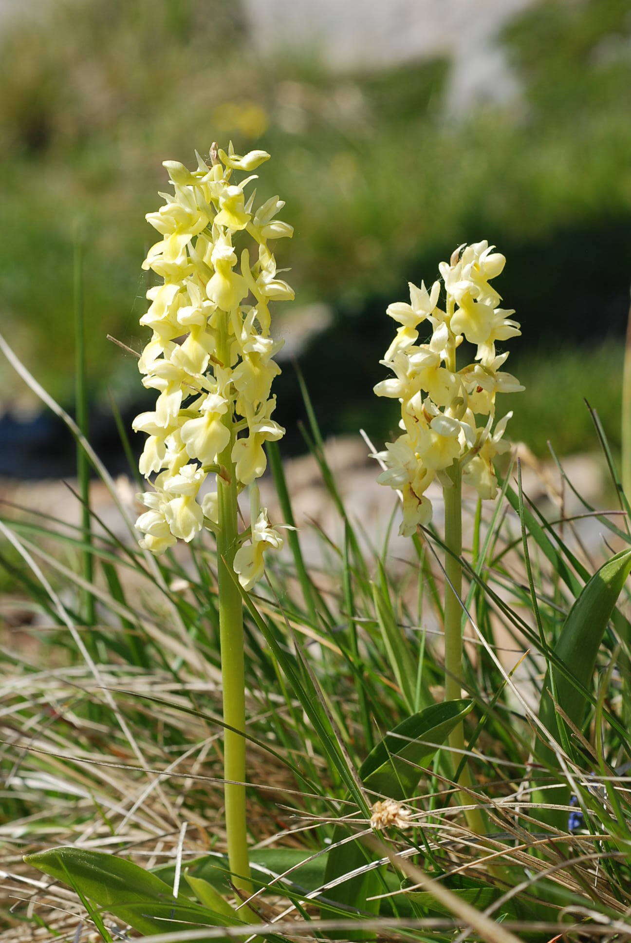 صورة Orchis pallens L.