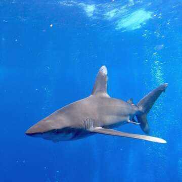 Слика од Carcharhinus longimanus (Poey 1861)