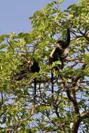 Image of Colobus angolensis palliatus Peters 1868