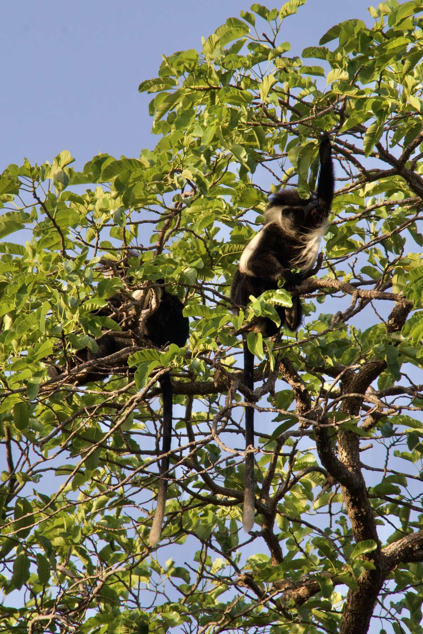 Colobus angolensis palliatus Peters 1868 resmi