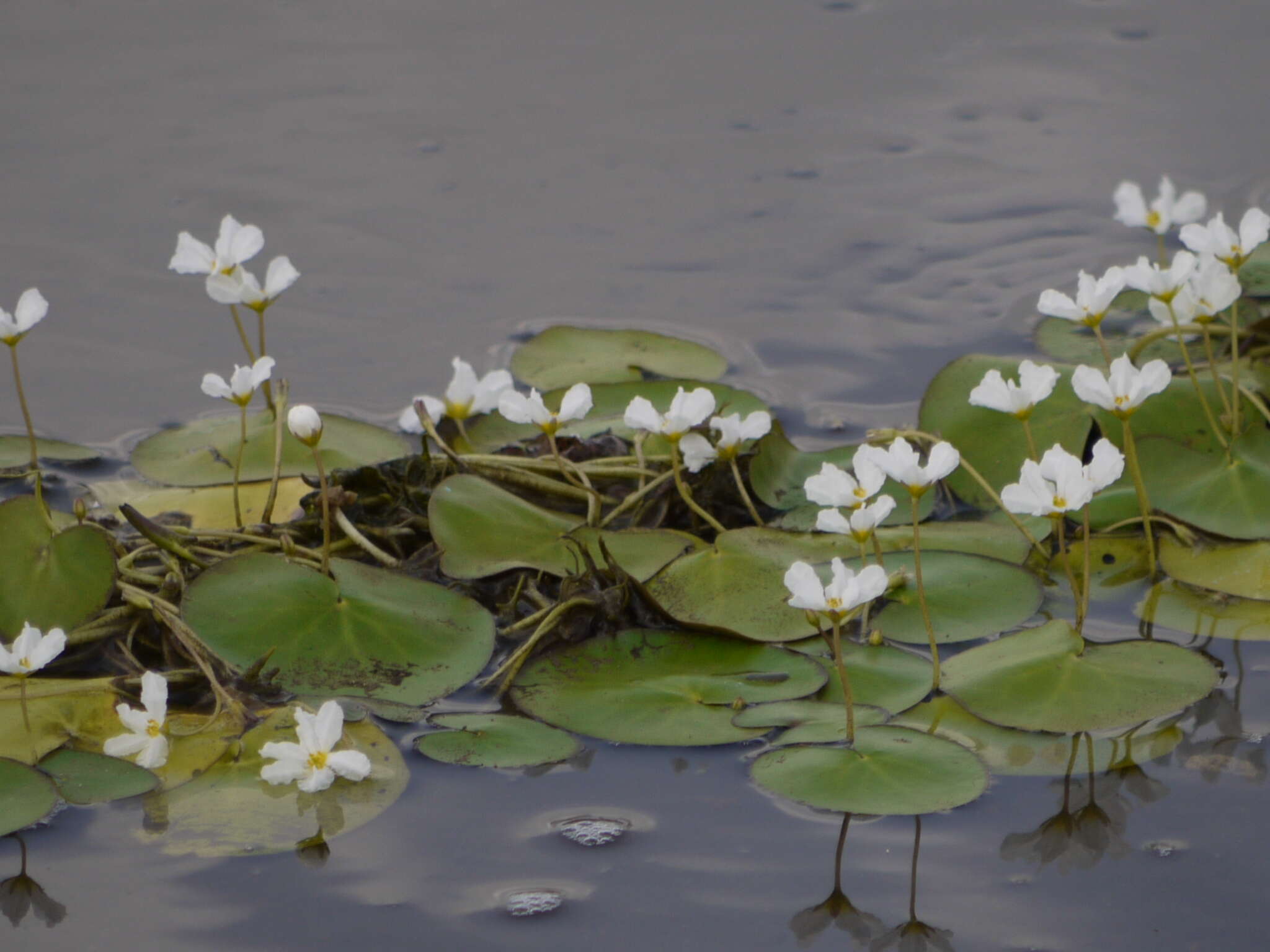 Image of white water snowflake