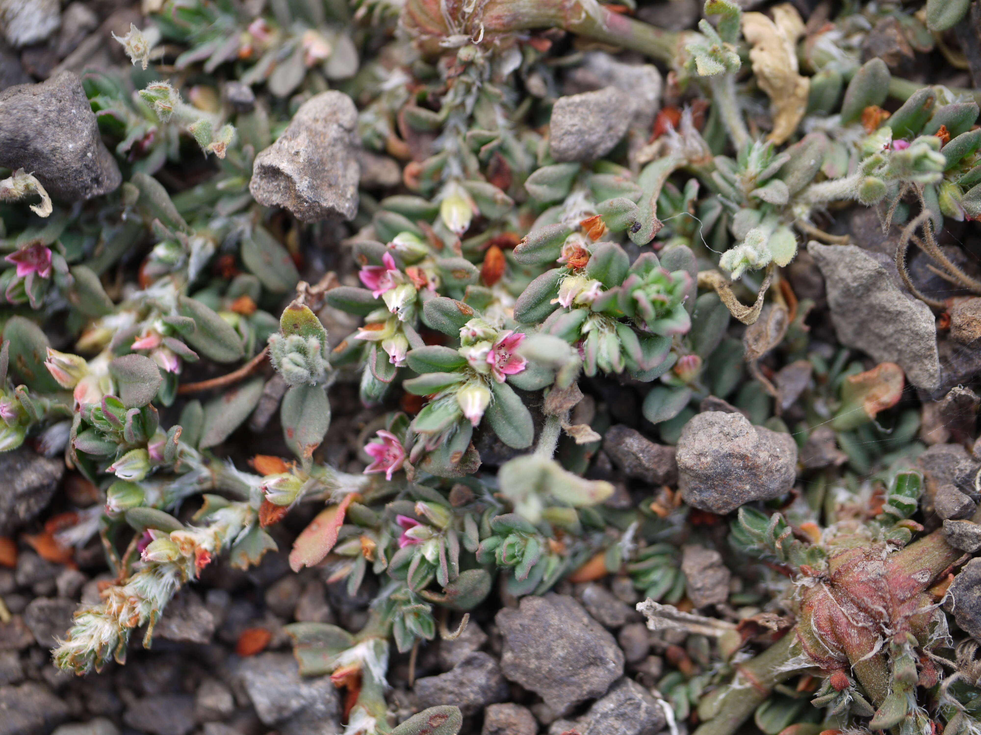 Image of Polygonum plebeium