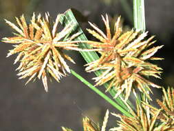 Image of Cyperus odoratus subsp. odoratus