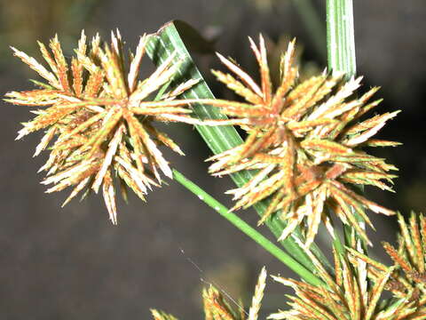 Image of Cyperus odoratus subsp. odoratus