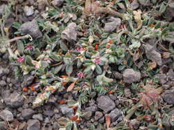 Image of Polygonum plebeium