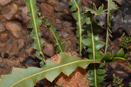 Image of Prostrate Banksia