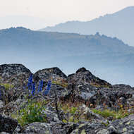 Delphinium elatum subsp. alpinum (Waldst. & Kit.) V. V. Tzvelev的圖片