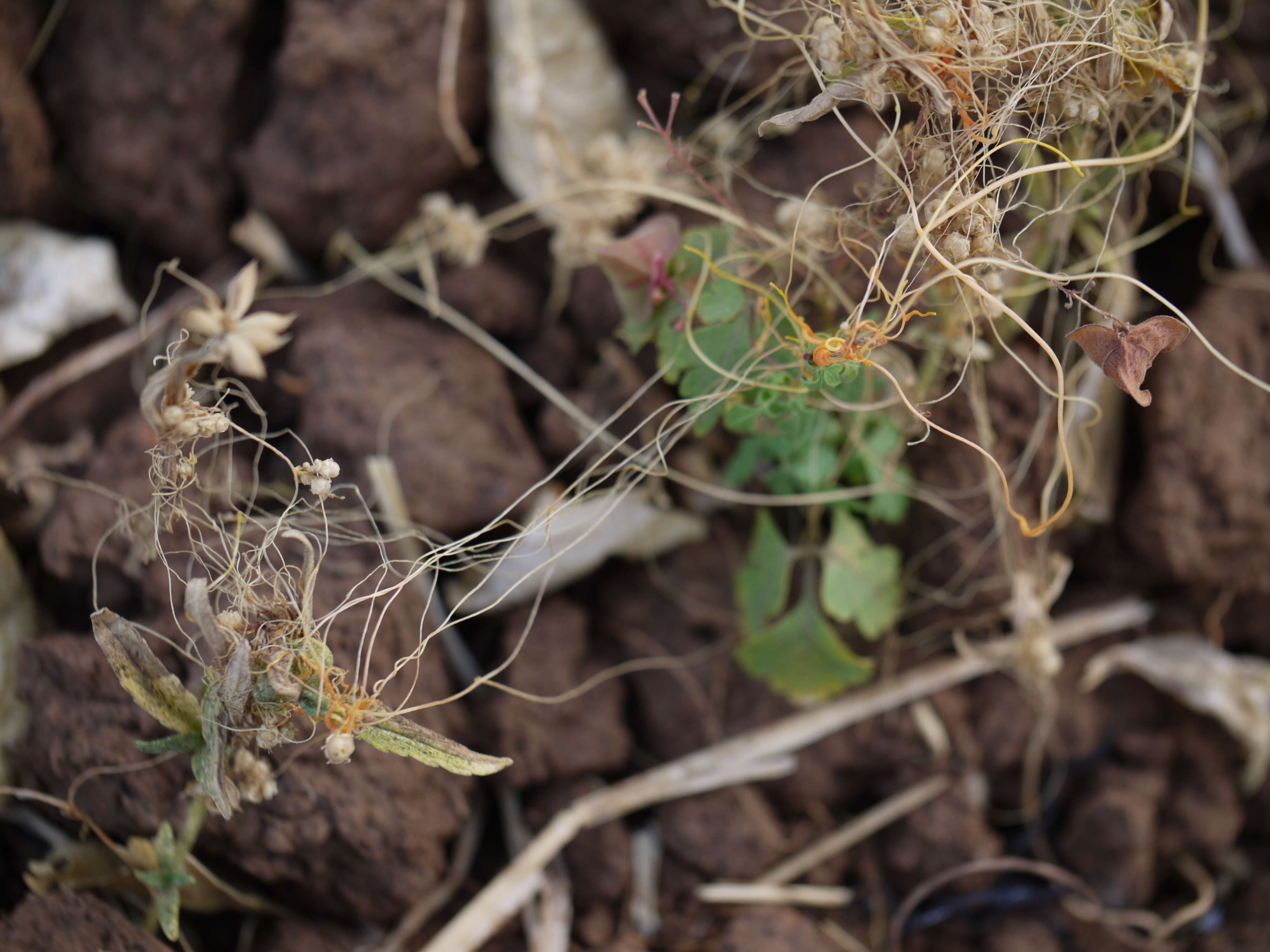 Image of Cuscuta campestris