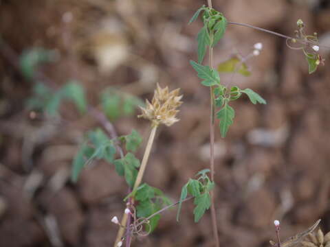 Image of balloon vine