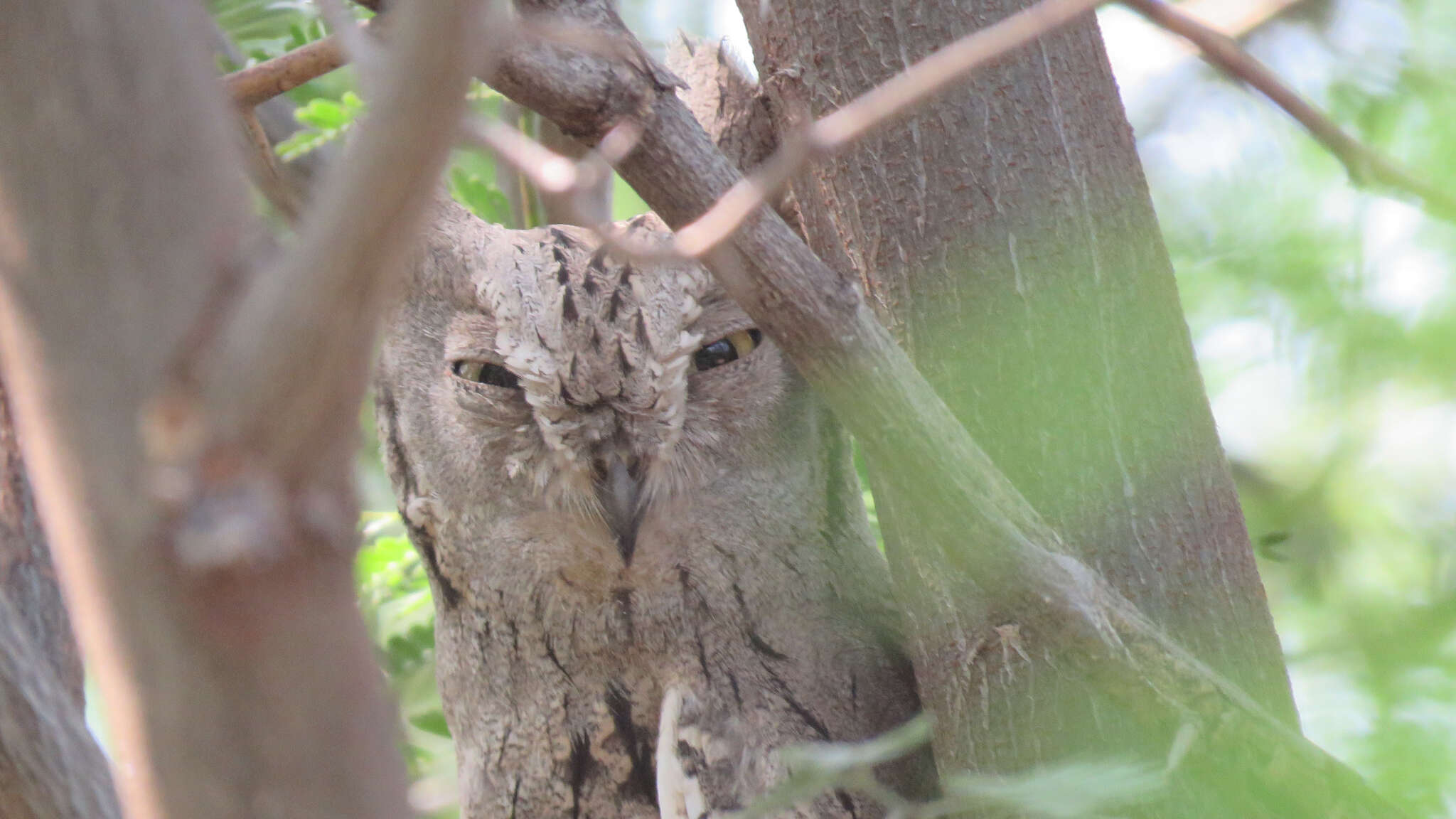 Image of Pallid Scops Owl