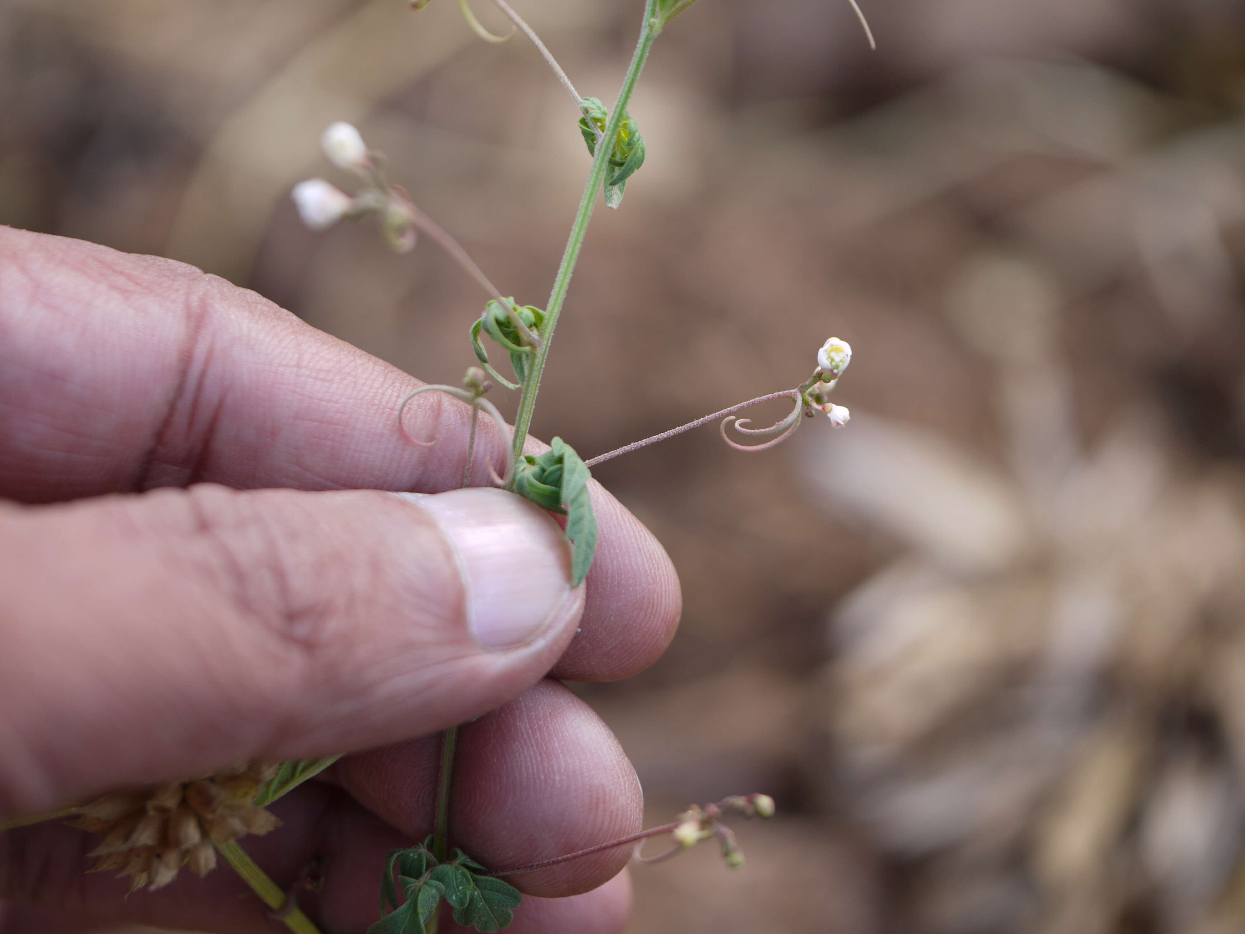 Image of balloon vine