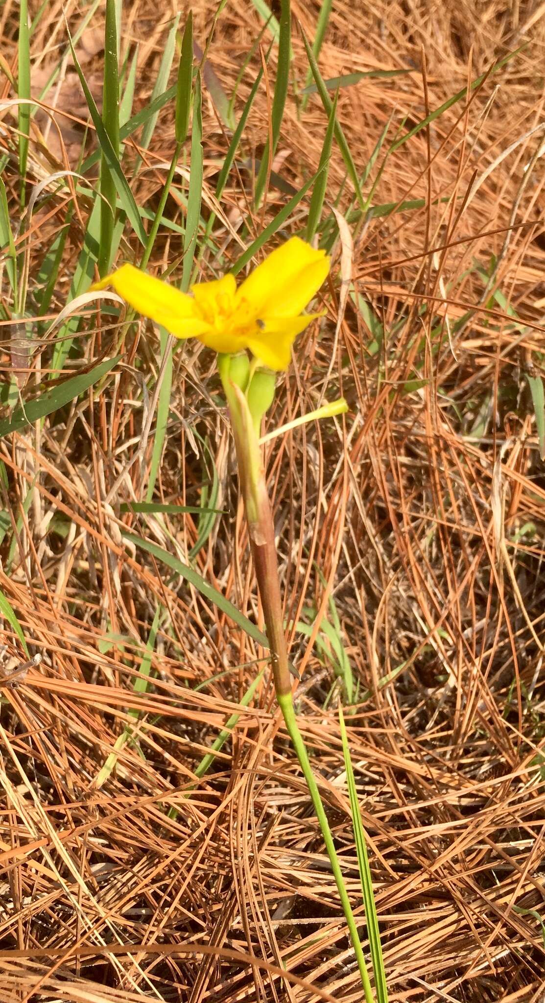 Image of Tigridia dugesii S. Watson