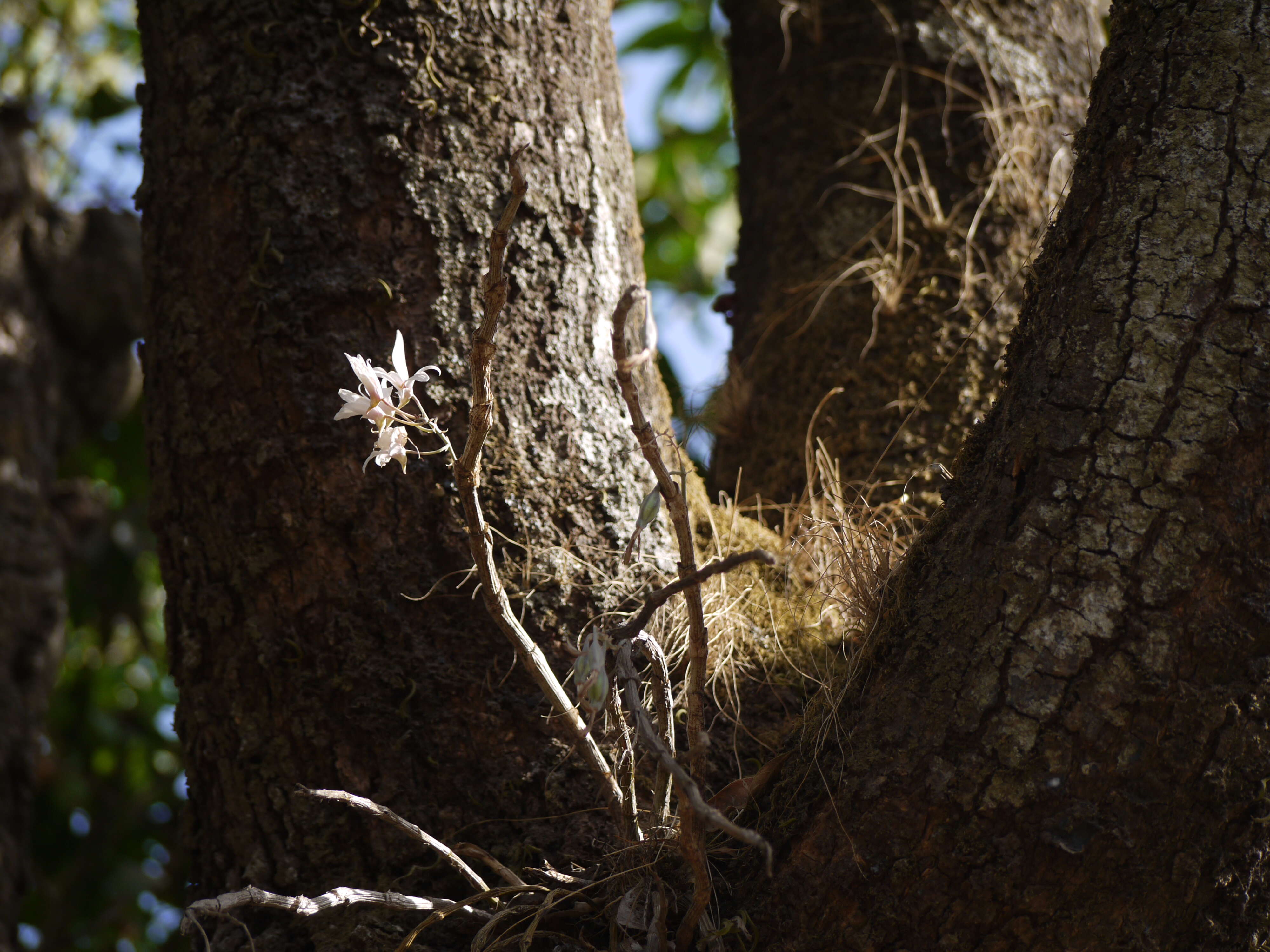 Image of Dendrobium barbatulum Lindl.