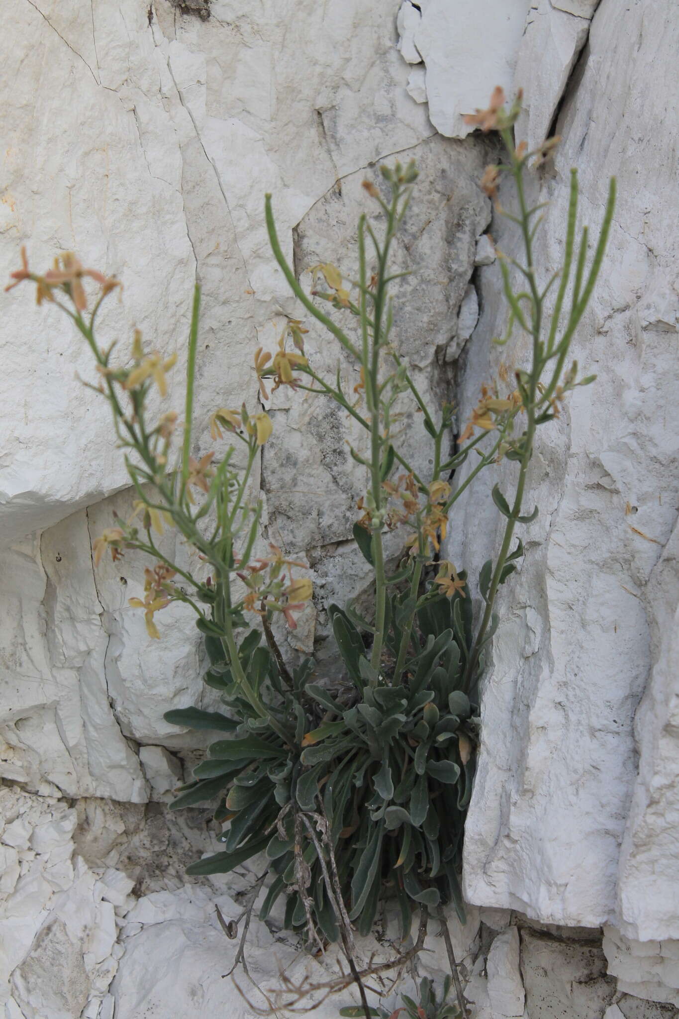 Image of Matthiola fragrans (Fisch.) Bunge