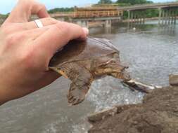 Image of Midland Smooth Softshell Turtle