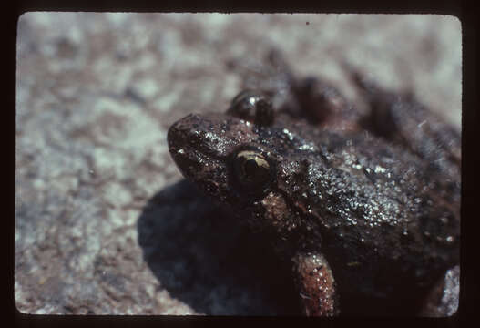 Image of Corsican Painted Frog