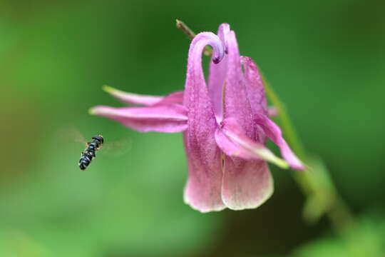 Image of Aquilegia yabeana Kitag.