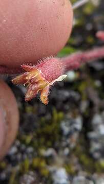 Image of small saxifrage