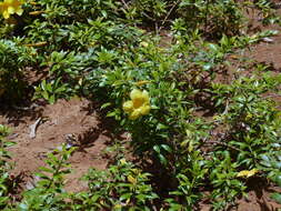 Image of golden trumpet