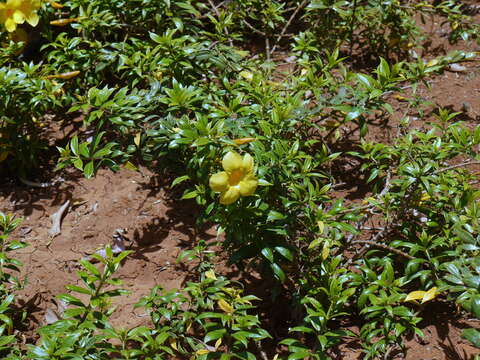 Image of golden trumpet