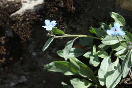 Omphalodes rupestris Rupr. ex Boiss. resmi