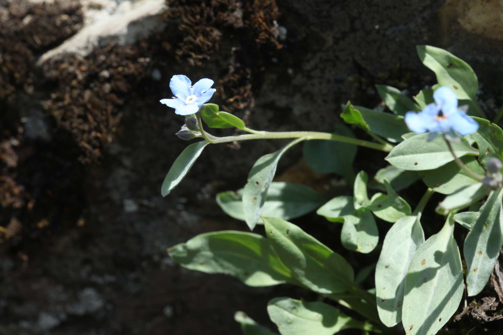 Omphalodes rupestris Rupr. ex Boiss. resmi