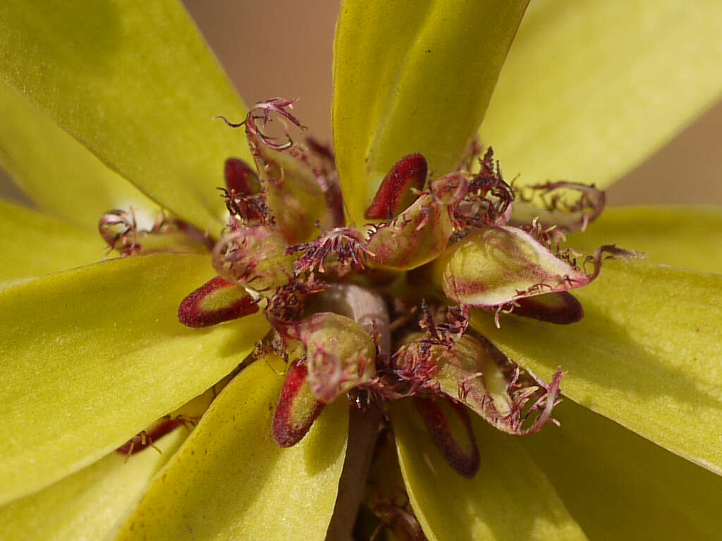 صورة Bulbophyllum fimbriatum (Lindl.) Rchb. fil.