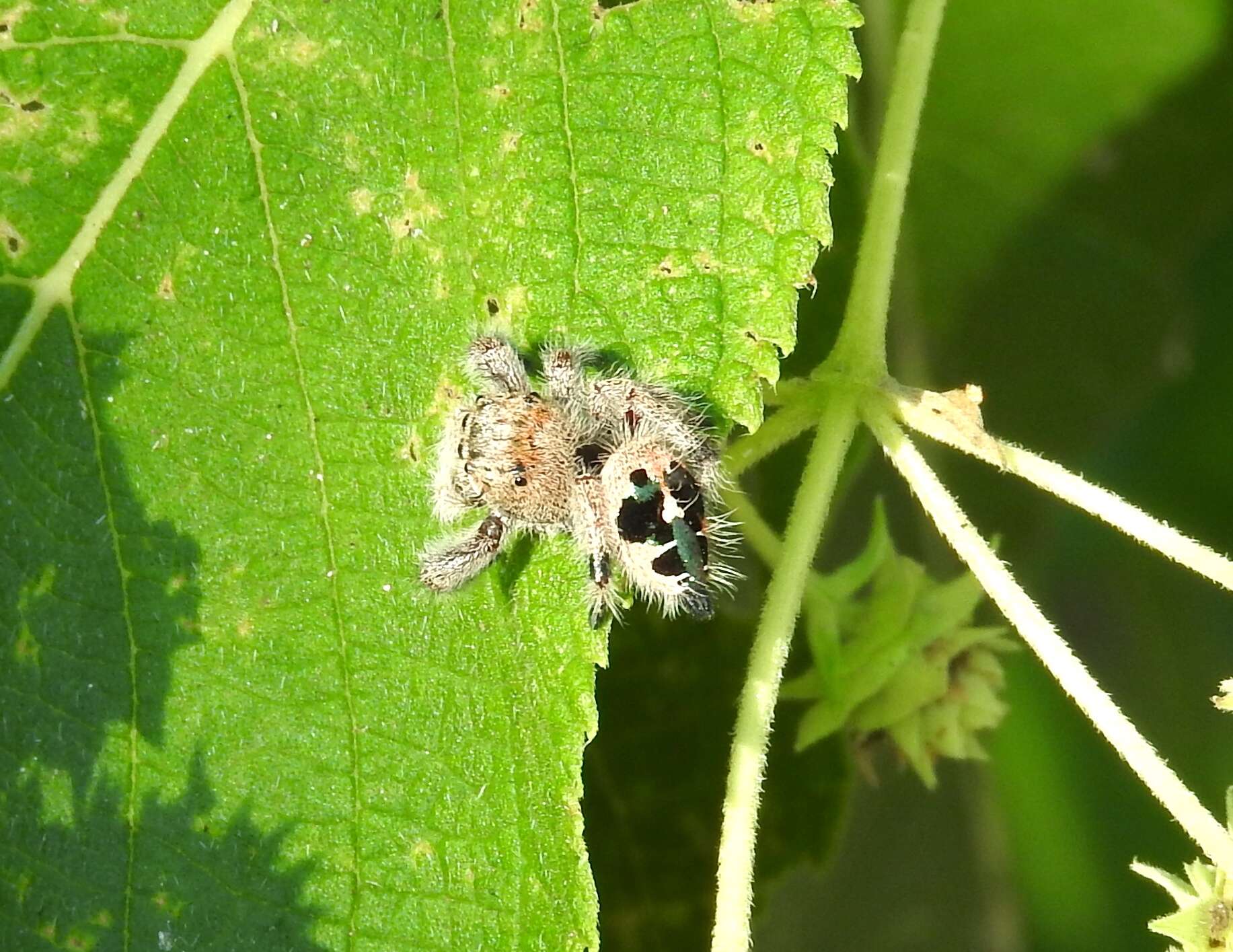 Sivun Phidippus maddisoni Edwards 2004 kuva