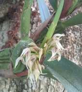 Image of Maxillaria densa Lindl.