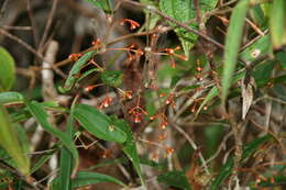 Image of Medinilla micrantha Jum. & Perrier