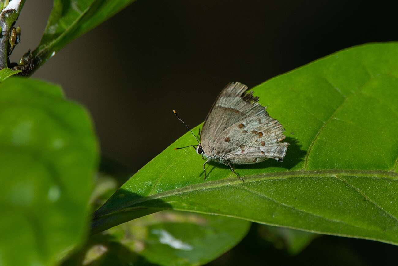 Слика од Tmolus echion (Linnaeus 1767)