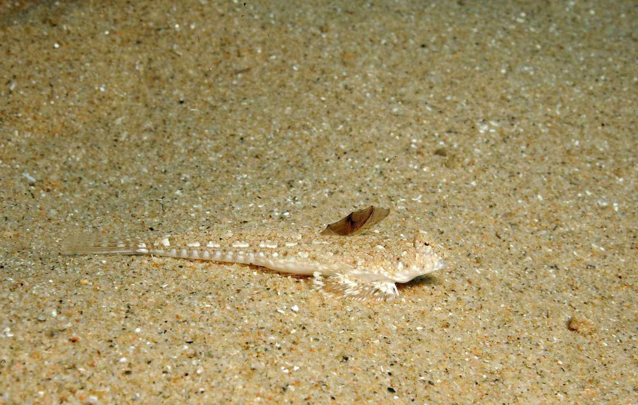 Image of Sailfin Dragonet