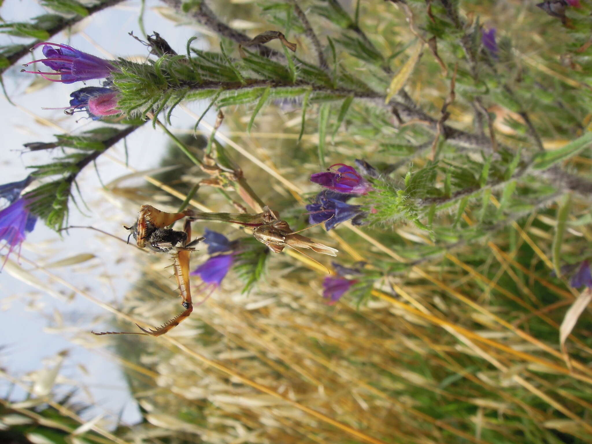 Plancia ëd Empusa