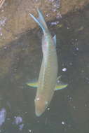 Image of Blue Trim Parrotfish