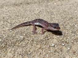 Image of Austen Thick-toed Gecko