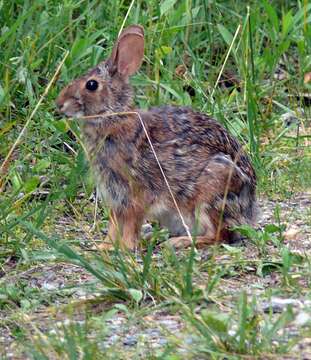 Image of Allegheny Cottontail
