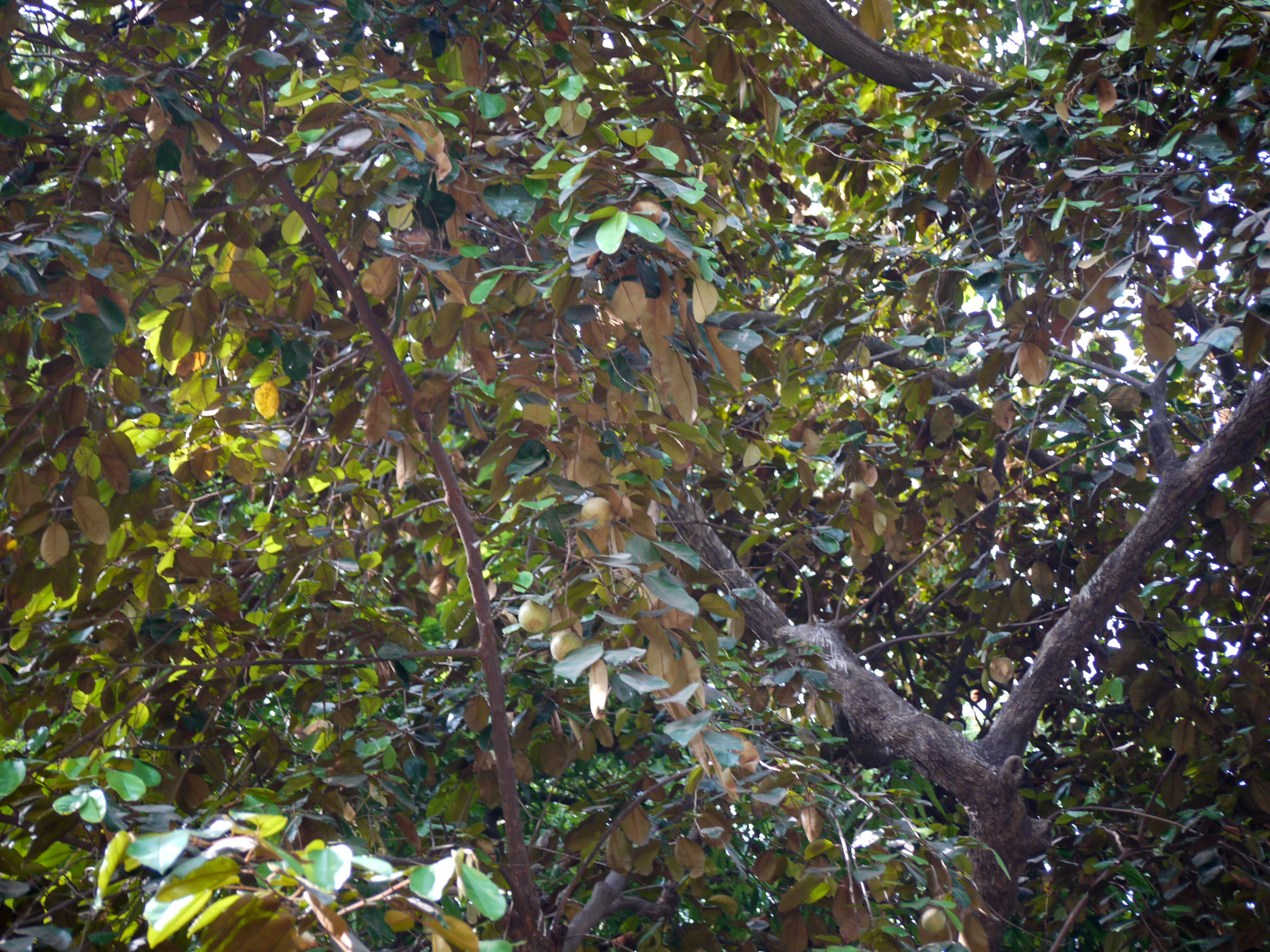 Image of star apple