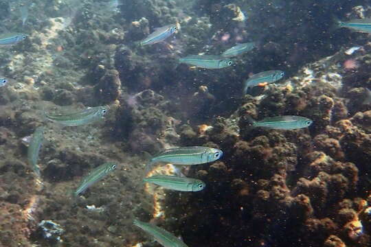 Image of Common hardyhead