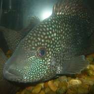 Image of Rio Grande Cichlid