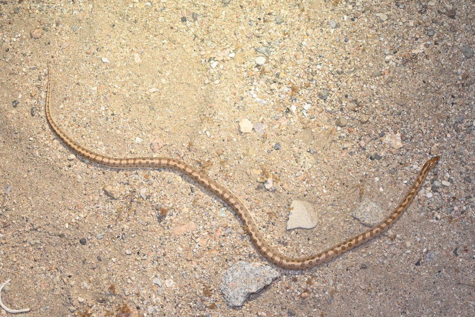 Image of Arizona elegans candida Klauber 1946