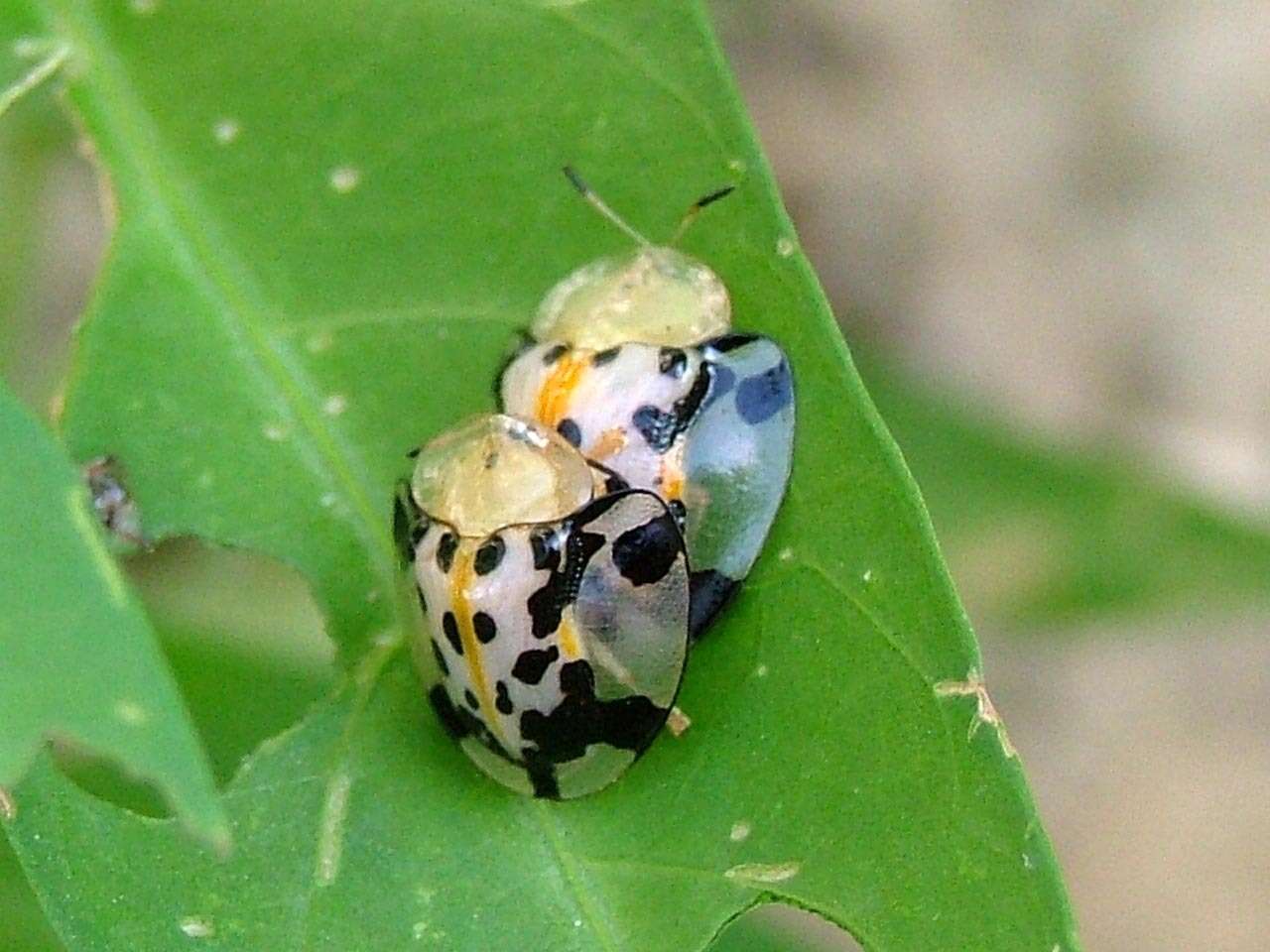 Image of Asian Spotted Tortoise Beetle