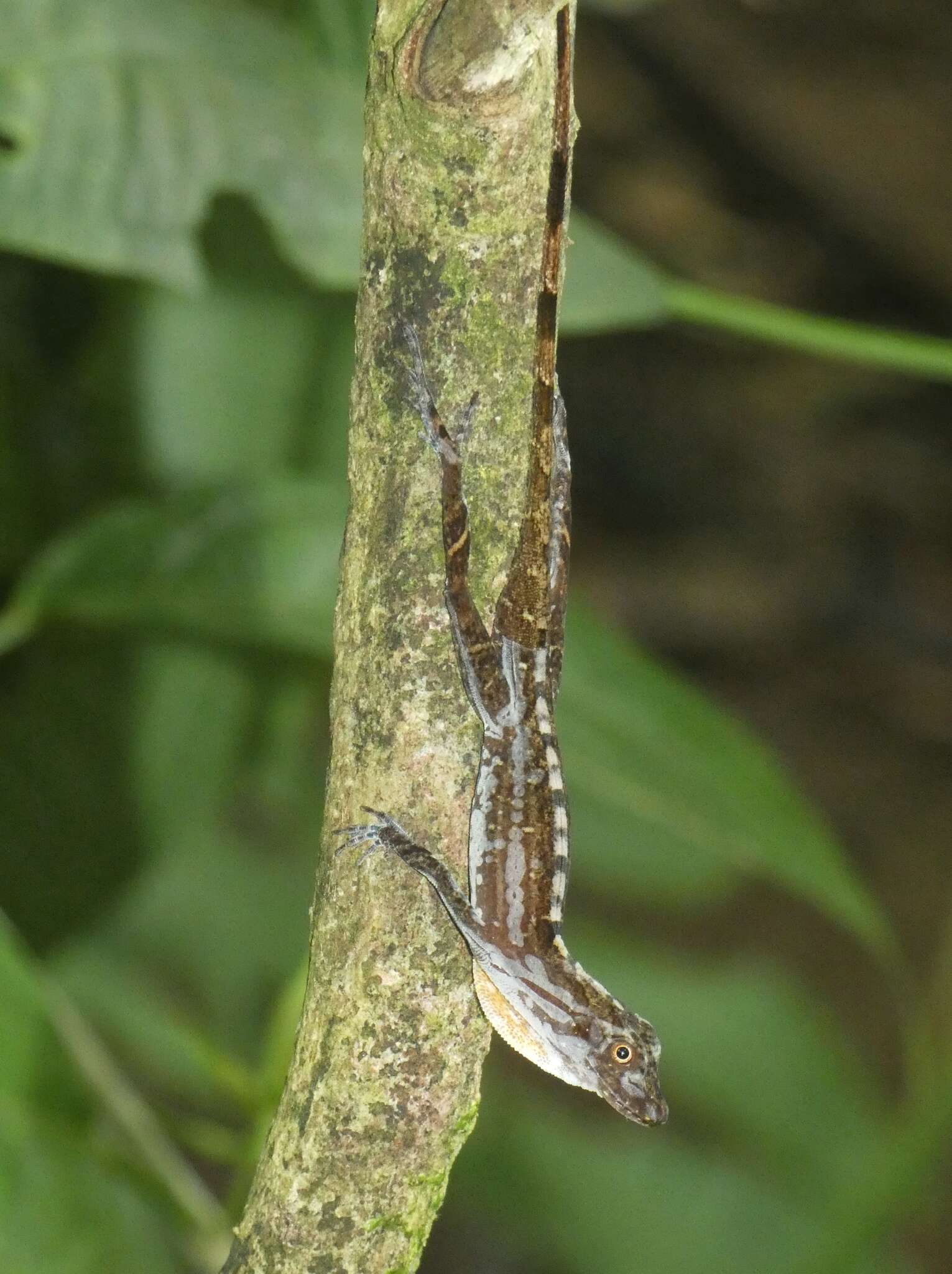 Image of Anolis apletophallus Köhler & Sunyer 2008