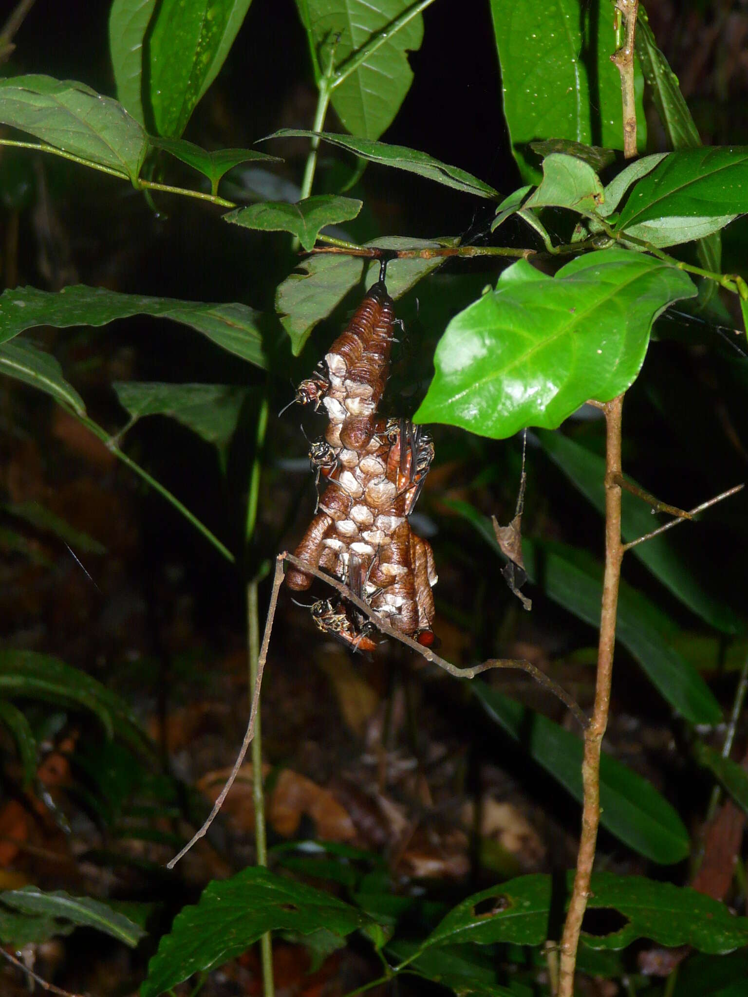 Image of Polistes occipitalis Ducke 1904