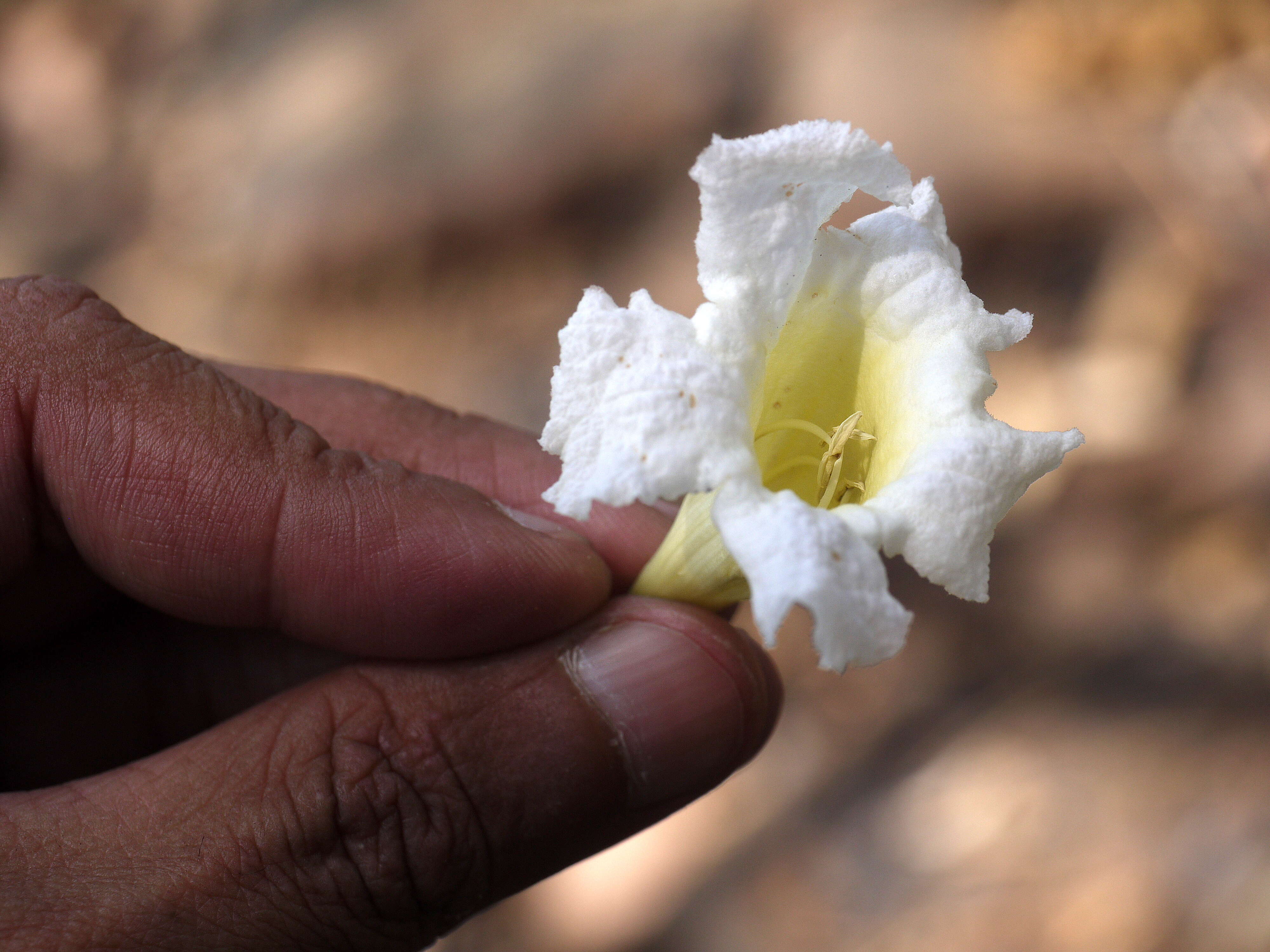 Image of Radermachera xylocarpa (Roxb.) Roxb. ex K. Schum.