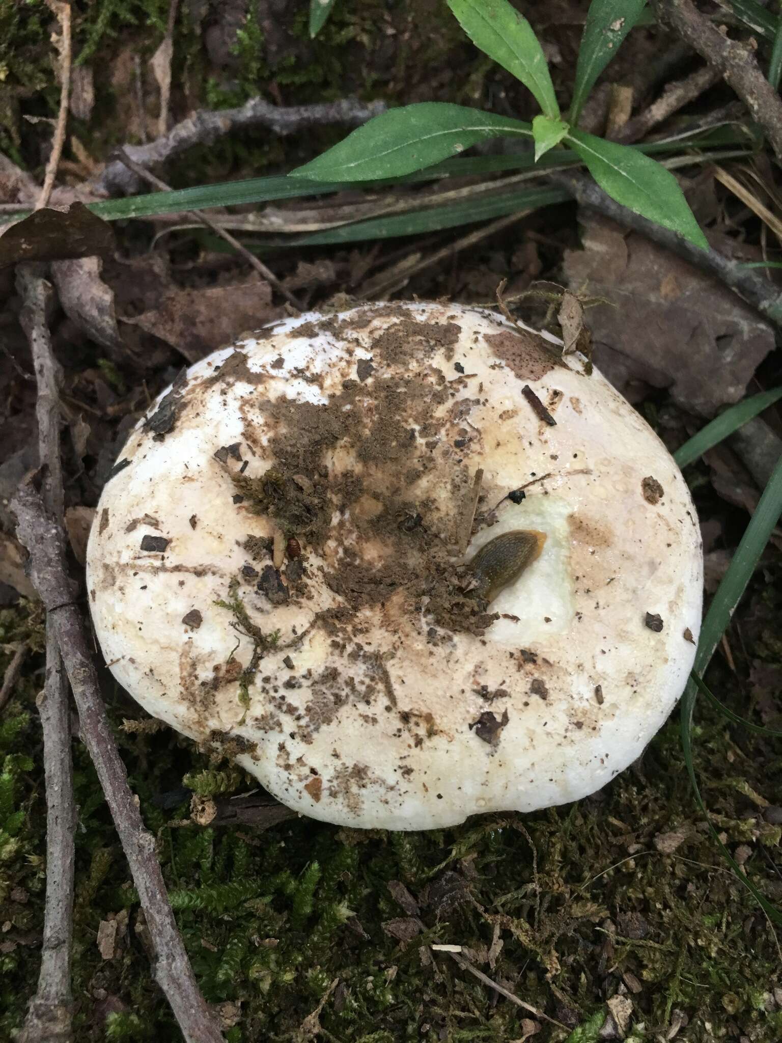 Image de Lactifluus subvellereus (Peck) Nuytinck 2011