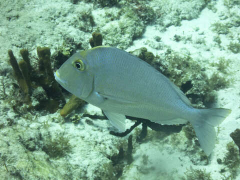 Image of Goat's Head Porgy