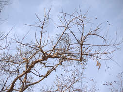 Plancia ëd Lagerstroemia microcarpa Wight